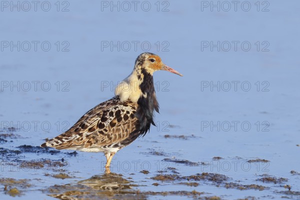 Ruff, (Philomachus pugnax), male looking for food, standing in shallow water, wildlife, animals, birds, snipe family, Ziggsee, Lake Neusiedl National Park, Seewinkel, Burgenland, Austria