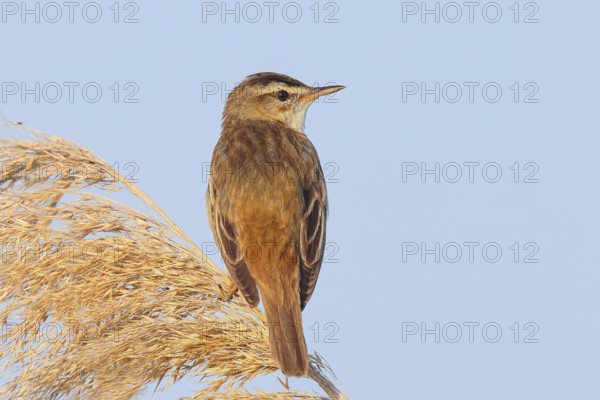 Reed Warbler (Acrocephalus schoenobaenus) sitting on a reed, wildlife, migratory bird, nature photography, Apetlon, Lake Neusiedl, Burgenland, Austria