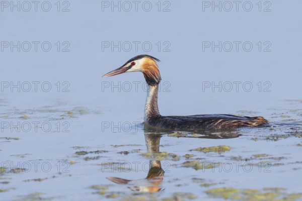 Great Crested Grebe (Podiceps Scalloped ribbonfish) swimming on Lake Ziggsee, animal photo, bird, bird species, nature photo, wildlife, fauna, Lake Neusiedl National Park, Seewinkel, Burgenland, Austria, Eastern Europe