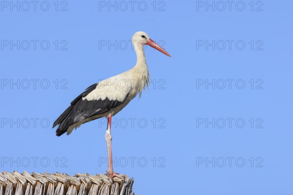 White stork (Ciconia ciconia) standing on a thatched roof, Wildlife, Nature photography, Lake Neusiedl, Hansag, Burgenland, Hungary, Austria, Eastern Europe