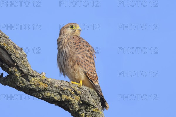 Kestrel (Falco tinnunculus), young bird sitting on branch, wildlife, animals, birds, bird of prey, Ziggsee, Lake Neusiedl National Park, Seewinkel, Burgenland, Austria