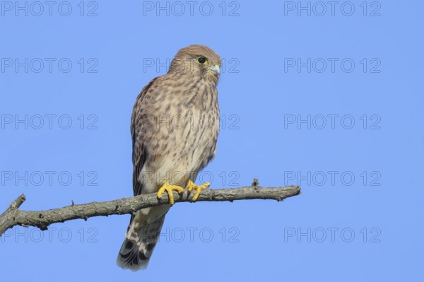 Kestrel (Falco tinnunculus), young bird sitting on a thin branch, wildlife, animals, birds, bird of prey, Ziggsee, Lake Neusiedl National Park, Seewinkel, Burgenland, Austria