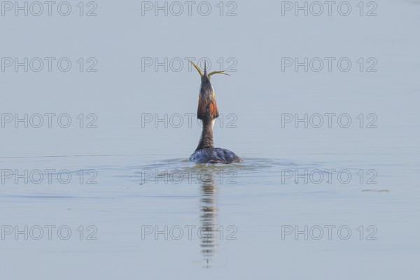 Great Crested Grebe (Podiceps Scalloped ribbonfish) adult bird swallows preyed pond frog (Pelophylax esculentus), animal photo, bird, bird species, nature photo, wildlife, fauna, Ziggsee, Lake Neusiedl National Park, Seewinkel, Burgenland, Austria, Eastern Europe