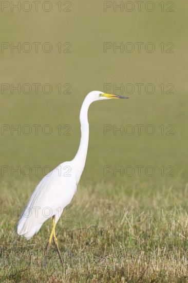 Great Egret (Egretta alba), looking for food in a mown meadow, wildlife, nature photography, heron, Apetlon, Lake Neusiedl, Burgenland, Austria