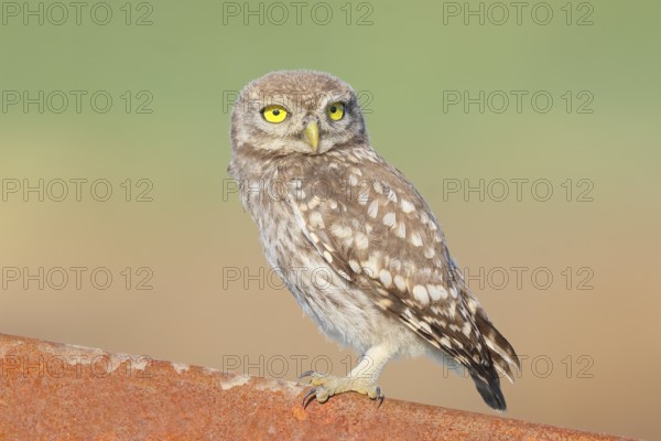 Little owl (Athene noctua) young bird sitting on an iron girder, endangered bird species in Central Europe, wildlife, owl, owl, HANSAG, Lake Neusiedl, Burgenland, Austria