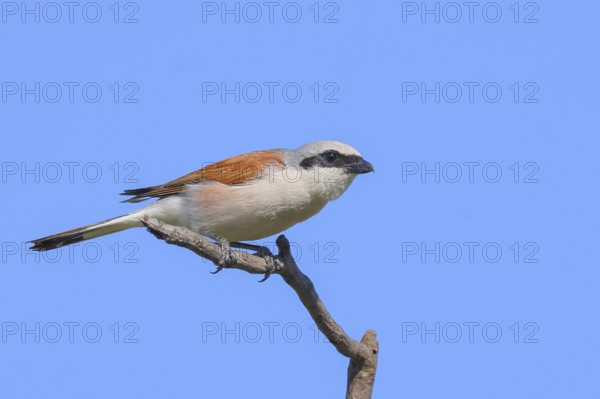 Red-backed shrike (Lanius collurio) male sitting attentively on a branch, looking for prey, wildlife, migratory bird, animals, birds, blue sky, Ziggsee, Lake Neusiedl-Seewinkel National Park, Burgenland, Austria, Eastern Europe
