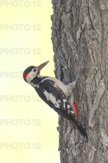 Blood woodpecker (Dendrocopos syriacus) male, looking for food on a tree trunk, wildlife, animals, birds, woodpeckers, Ziggsee, Lake Neusiedl National Park, Seewinkel, Burgenland, Austria, Eastern Europe