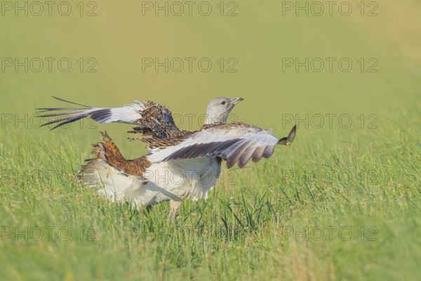 Great Bustard (Otis tarda), stretching its wings in a meadow, steppe bird, extremely rare bird species, threatened with extinction, heaviest flying bird, male, cock, wildlife, nature photography, Lake Neusiedl, Hansag, Burgenland, Hungary, Austria, Eastern Europe