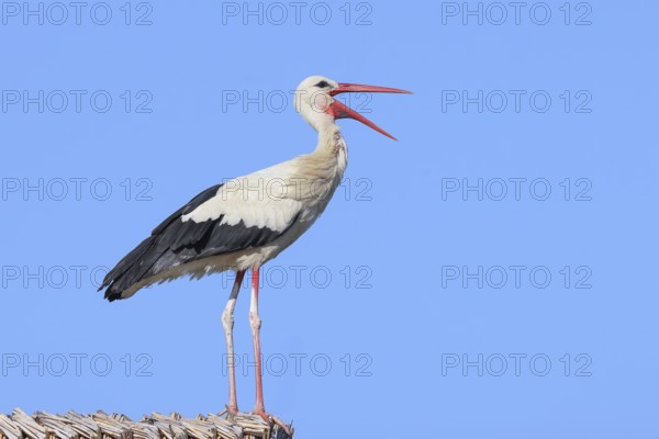 White stork (Ciconia ciconia) stands rattling on a thatched roof, Wildlife, Nature photography, Lake Neusiedl, Hansag, Burgenland, Hungary, Austria, Eastern Europe