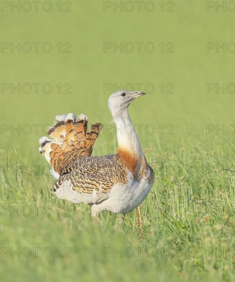 Great Bustard (Otis tarda), standing in a meadow, steppe bird, extremely rare bird species, threatened with extinction, heaviest flying bird, male, cock, wildlife, nature photography, Lake Neusiedl, Hansag, Burgenland, Hungary, Austria, Eastern Europe