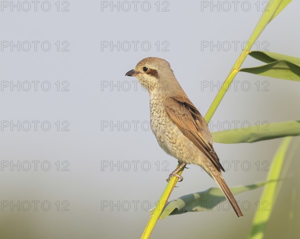 Red-backed shrike (Lanius collurio), female sitting on a reed stalk, looking for prey, wildlife, migratory bird, animals, birds, Ziggsee, Lake Neusiedl-Seewinkel National Park, Burgenland, Austria