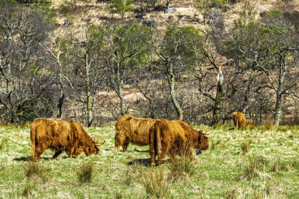 Highland Cattle, Scottish breed of rustic cattle, Highland, Scotland, UK