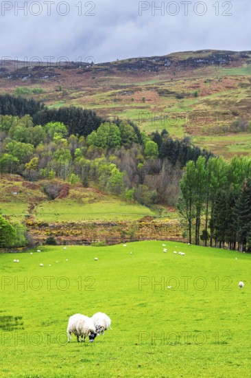 Sheeps on farms in West Highlands Farms, Scotland, UK