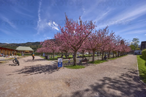Spa garden Berchtesgaden, park, paths, blossoming trees, Japanese flowering cherry (Prunus serrulata), bicycle, lawn, benches, blue sky, cumulus clouds, cirrostratus clouds, Berchtesgaden, Upper Bavaria, district Berchtesgadener Land, Bavaria, Germany
