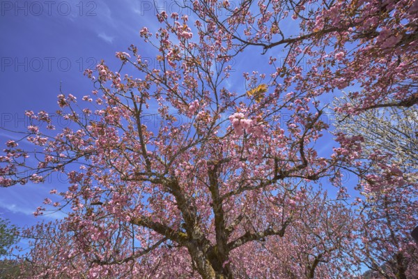 Blossoming trees, Japanese flowering cherry (Prunus serrulata), frog perspective, blue sky, cirrostratus clouds, Berchtesgaden spa gardens, Berchtesgaden, Upper Bavaria, Berchtesgadener Land district, Bavaria, Germany