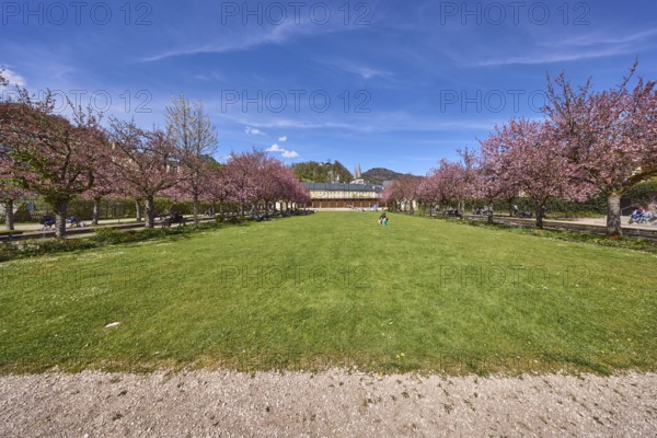 Spa garden Berchtesgaden, park, lawn, paths, flowering trees, Japanese flowering cherry (Prunus serrulata), blue sky, cumulus clouds, cirrostratus clouds, Berchtesgaden, Upper Bavaria, district Berchtesgadener Land, Bavaria, Germany