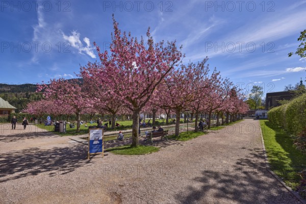 Spa garden Berchtesgaden, park, paths, blossoming trees, Japanese flowering cherry (Prunus serrulata), lawn, benches, blue sky, cumulus clouds, cirrostratus clouds, Berchtesgaden, Upper Bavaria, district Berchtesgadener Land, Bavaria, Germany