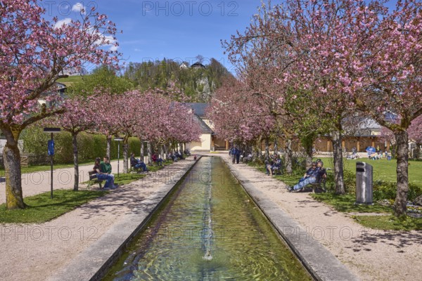 Berchtesgaden spa gardens, fountain, park, blossoming trees, Japanese flowering cherry (Prunus serrulata), lawn, paths, benches, hill, coniferous forest, blue sky, cumulus clouds, Berchtesgaden, Upper Bavaria, Berchtesgadener Land district, Bavaria, Germany