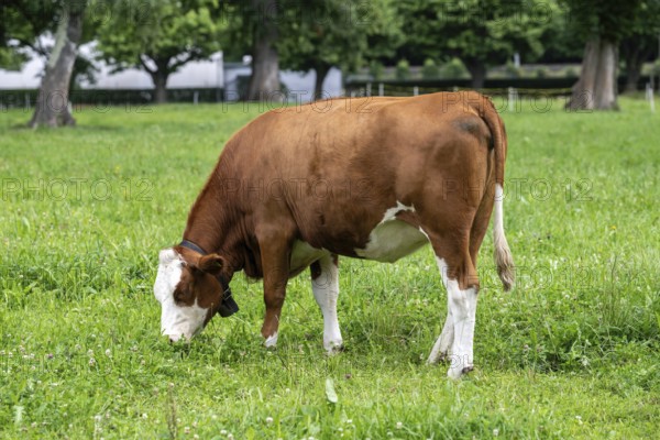Simmental cattle, Interlaken, Canton of Berne, Switzerland