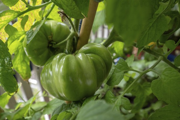 Unripe beefsteak tomatoes on the vine, Bavaria, Germany