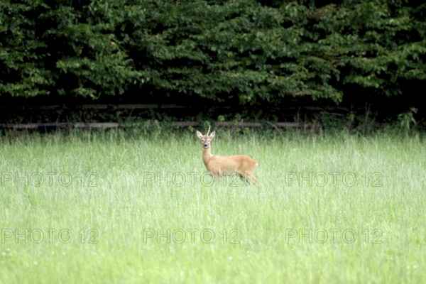 Roe deer (Capreolus capreolus), male, unicorn, meadow, North Rhine-Westphalia, Germany, A roebuck with only one set of horns