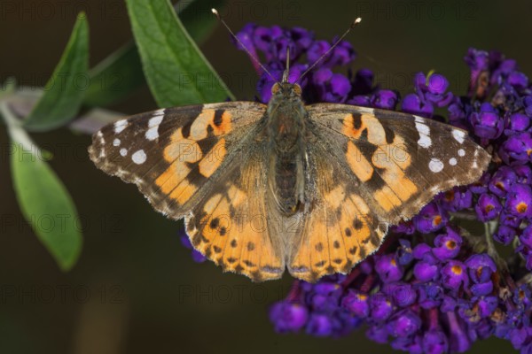 A lady butterfly (Vanessa cardui) with patterned wings on a flower panicle of the butterfly bush (Buddleja), Baden- Württemberg, Germany
