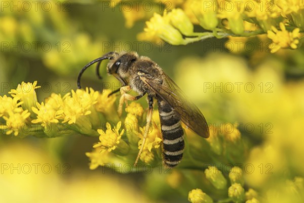A yellow-banded furrow bee (Halictus scabiosae) sits on yellow flowers of Solidago canadensis (Solidago canadensis) and collects nectar, Baden-Württemberg, Germany