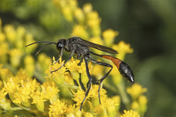 A Red-banded sand wasp (Ammophila sabulosa) sits on yellow flowers of Solidago canadensis (Solidago canadensis) and shows contrasting colours, Baden-Württemberg, Germany