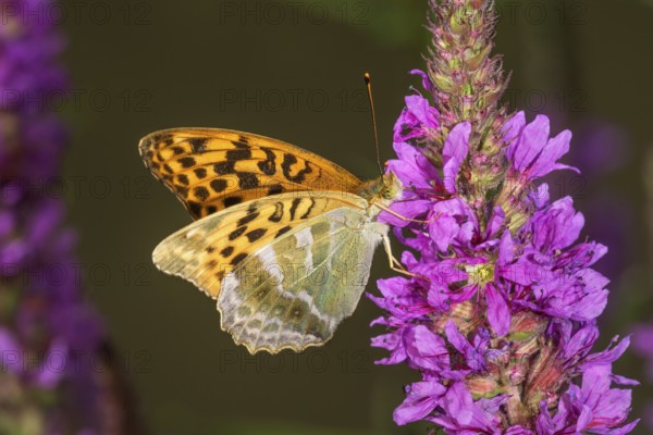A female Emperor Cloak (Argynnis paphia) on purple loosestrife, the wings show a vivid pattern, Baden-Württemberg, Germany