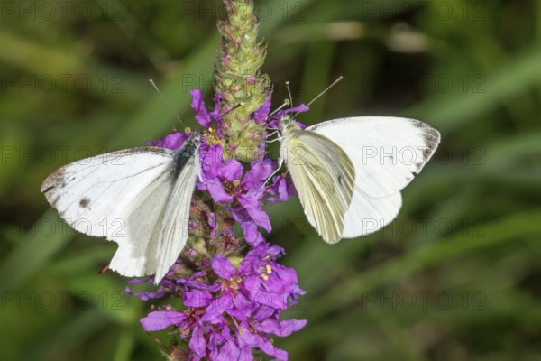 Two rapeseed white butterflies (Pieris napi) on purple loosestrife (Lythrum salicaria), Baden-Württemberg, Germany