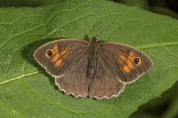 A female ox-eye (Maniola jurtina) with orange-coloured dots sunbathing on a leaf, Baden-Württemberg, Germany