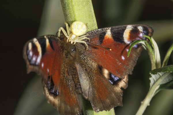 A peacock butterfly (Inachis io) is attacked by a Goldenrod crab spider (Misumena vatia) on a stem Baden-Württemberg, Germany
