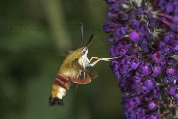 A bumblebee hawkmoth (Hemaris fuciformis) sucking nectar from a flower of the butterfly bush, Baden-Württemberg, Germany