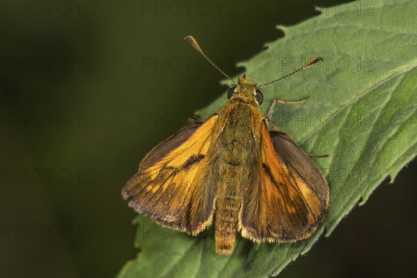 A comma butterfly (Hesperia comma) with orange-coloured wings sitting on a leaf, Baden-Württemberg, Germany