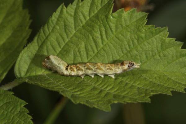 A caterpillar of the rose owl (Thyatira batis) on a green leaf in a natural environment, Baden-Württemberg, Germany