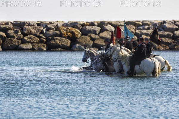 Guardians of the Camargue, traditional shepherds riding through water, rider on Camargue horse, pilgrimage, procession by the sea, Saintes-Maries-de-la-Mer, Camargue, France
