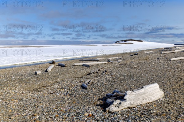 Driftwood on a pebble beach, Kinvika, Muchinsonfjord, Spitsbergen, Svalbard