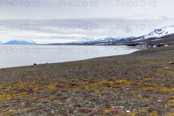 Red saxifrage (Saxifraga oppositifolia) on a gravel beach, Saxifragaceae, mountain range, snow, sea, arctic spring, Bamsebu, Spitsbergen, Svalbard
