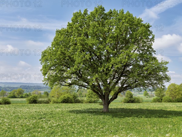 English oak (Quercus robur), leaf budding in front of a blue cloudy sky, Freiamt, Canton Aargau, Switzerland