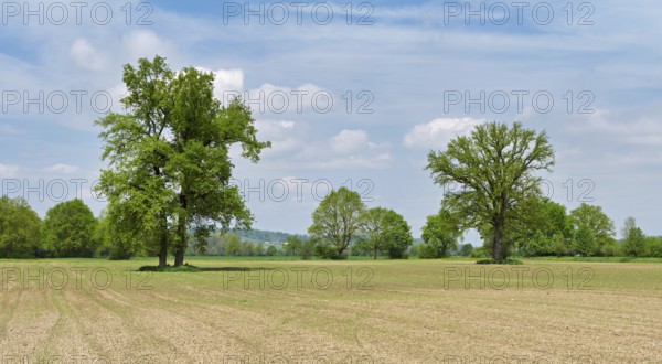 A group of English oaks (Quercus robur), standing in a field during leaf emergence, Siebeneichen nature reserve, Freiamt, Canton Aargau, Switzerland