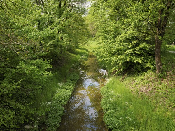 Small stream leads through forest with English oaks, Siebeneichen nature reserve, Merenschwand, Freiamt, Canton Aargau, Switzerland
