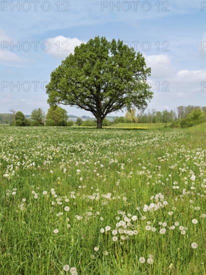English oak (Quercus robur), leaf budding in front of a blue cloudy sky, Freiamt, Canton Aargau, Switzerland
