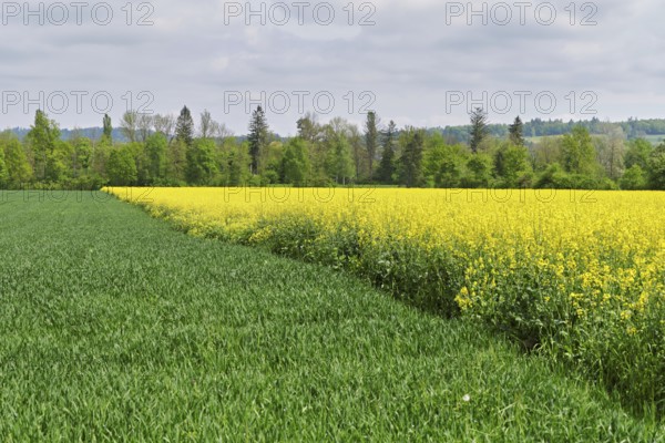 Rape field in bloom, Schoren, Mühlau, Freiamt, Canton Aargau, Switzerland