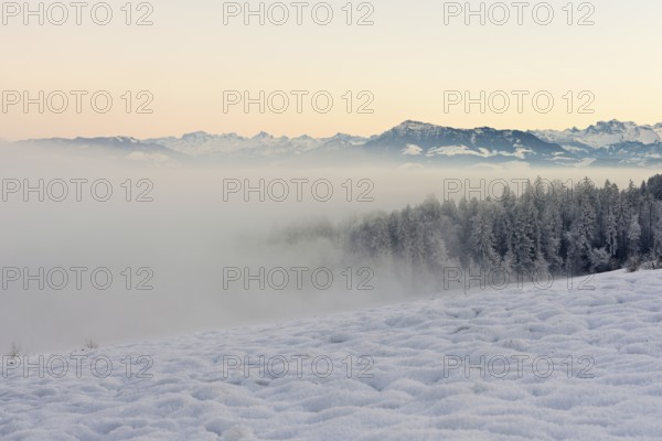 Freshly snow-covered forest in the fog, behind the Alps with Rigi, Horben, Freiamt, Canton Aargau, Switzerland