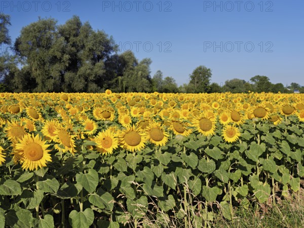 Field of flowering sunflowers (Helianthus annuus), Canton Zug, Switzerland