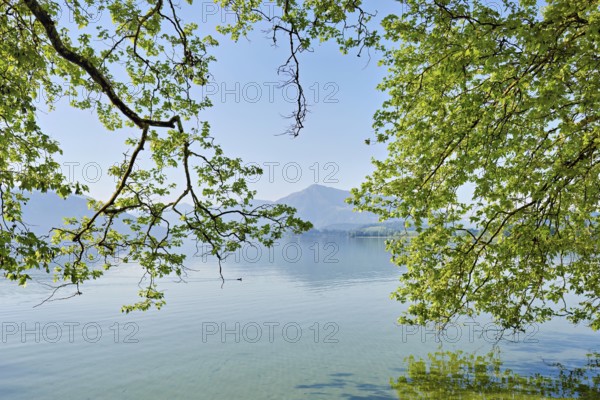 Lake Zug with tree in the foreground, Rigi in the background, Villette, Park, Cham, Canton Zug, Switzerland