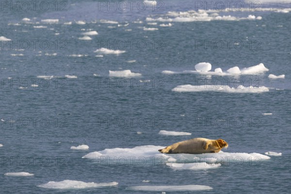 Bearded seal (Erignathus barbatus) on an ice floe, Lillienhöökbreen, Spitsbergen
