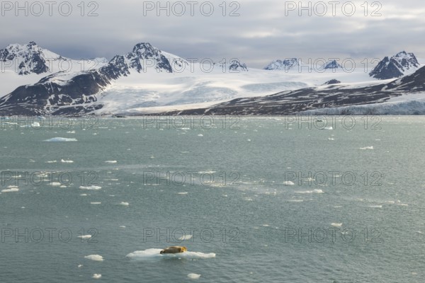 Bearded seal (Erignathus barbatus) on ice floe in front of glacier between mountains, Lillienhöökbreen, Spitsbergen