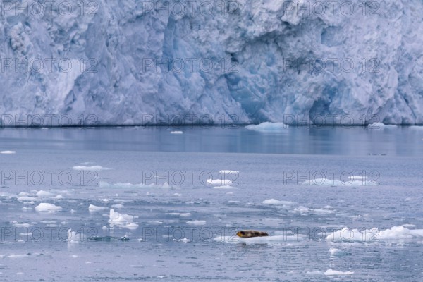 Bearded seal (Erignathus barbatus) on an ice floe in front of a glacier tongue, Lillienhöökbreen, Spitsbergen, Svalbard
