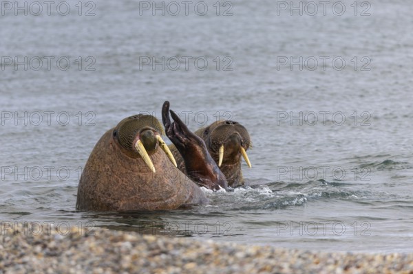 Two walruses (Rosmarus arcticus) in the water, Mammals (Mammalia), Eolusneset, Spitsbergen, Svalbard